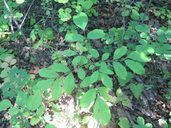 Fraxinus mandshurica