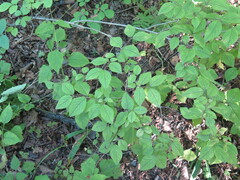 Lonicera praeflorens