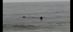 Physeter macrocephalus