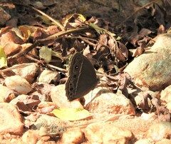 Mycalesis mineus