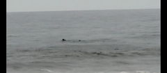 Physeter macrocephalus