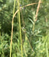 Lestes virens vestalis