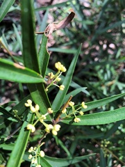Notelaea linearis
