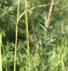 Lestes virens vestalis