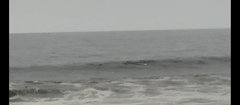 Physeter macrocephalus