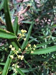 Notelaea linearis
