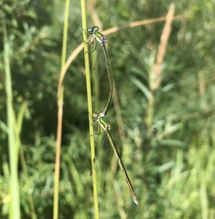 Lestes virens vestalis