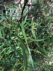 Notelaea linearis