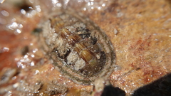 Rhyssoplax discolor