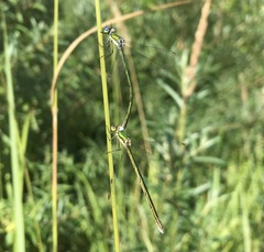 Lestes virens vestalis
