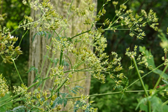Chaerophyllum