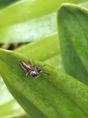 Opisthoncus polyphemus