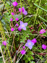 Boronia pinnata