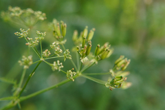 Chaerophyllum