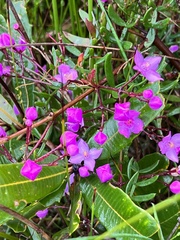 Boronia pinnata