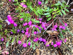 Boronia pinnata