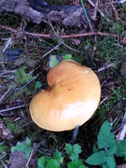 Suillus grevillei