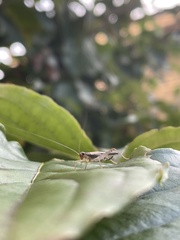 Amusurgus genji
