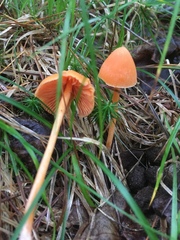 Entoloma salmoneum