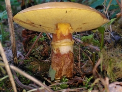 Suillus grevillei