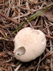 Lycoperdon