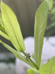 Carrhotus xanthogramma