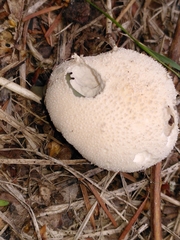 Lycoperdon
