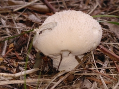 Lycoperdon