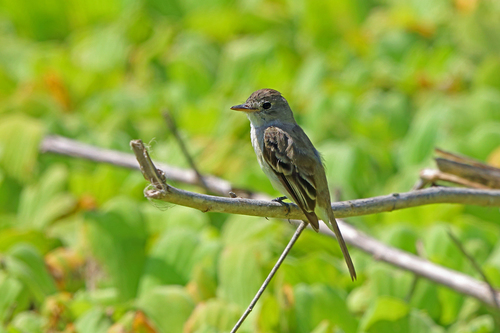 Empidonax albigularis