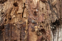 Philodromus margaritatus