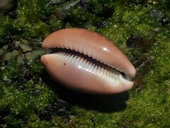 Lyncina vitellus
