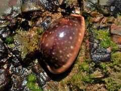 Lyncina vitellus