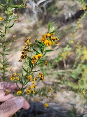 Daviesia umbellulata