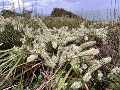 Hakea teretifolia