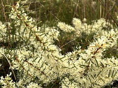 Hakea teretifolia