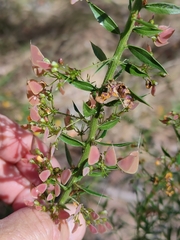 Daviesia umbellulata