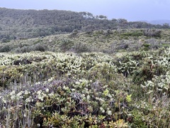 Hakea teretifolia