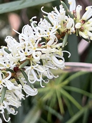 Hakea teretifolia