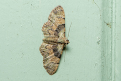 Gymnoscelis derogata