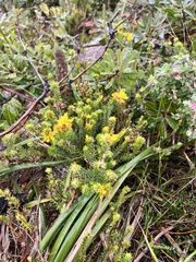 Phyllota phylicoides