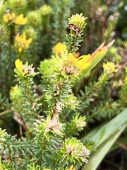 Phyllota phylicoides