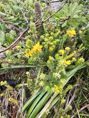 Phyllota phylicoides