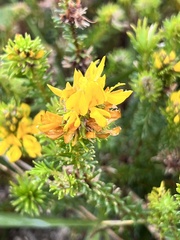 Phyllota phylicoides