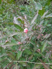 Ochna serrulata