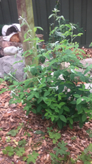 Laburnum anagyroides