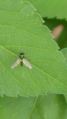 Chrysosoma