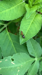 Camponotus floridanus