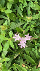 Richardia grandiflora