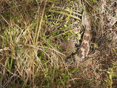 Tiliqua scincoides
