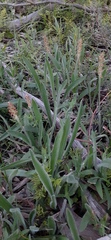 Plantago gaudichaudii